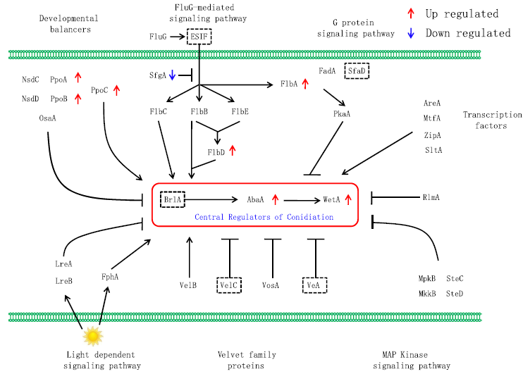同源基因在分生孢子形成調(diào)控綜合模型中的表達(dá)