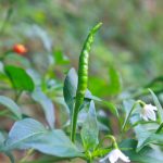 項目文章 | 突破性成果！辣椒基因組調(diào)控元件圖譜被系統(tǒng)繪制