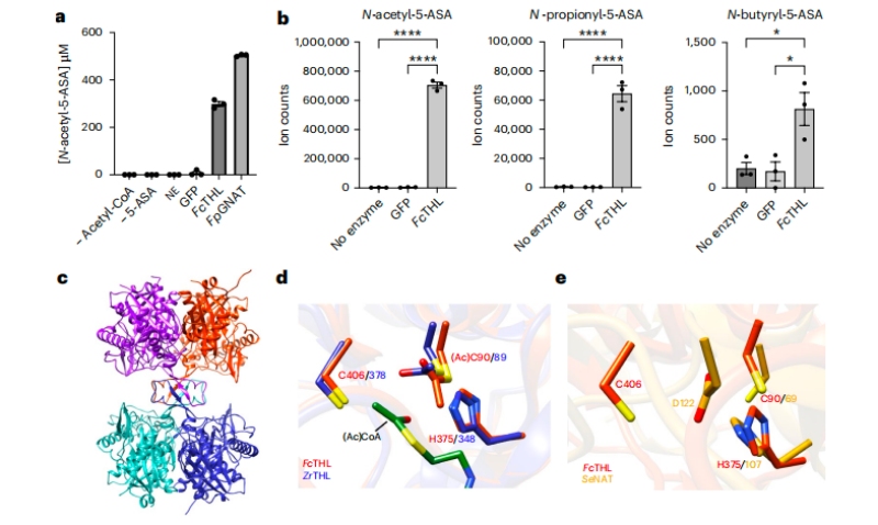 圖3?5-ASA在體外的乙?；钚缘淖C實